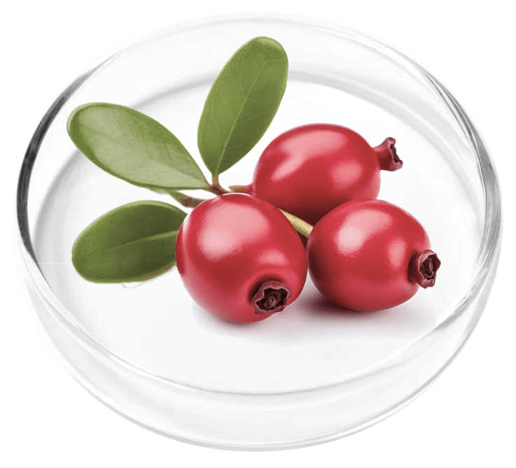 Bearberry herb for bladder health
