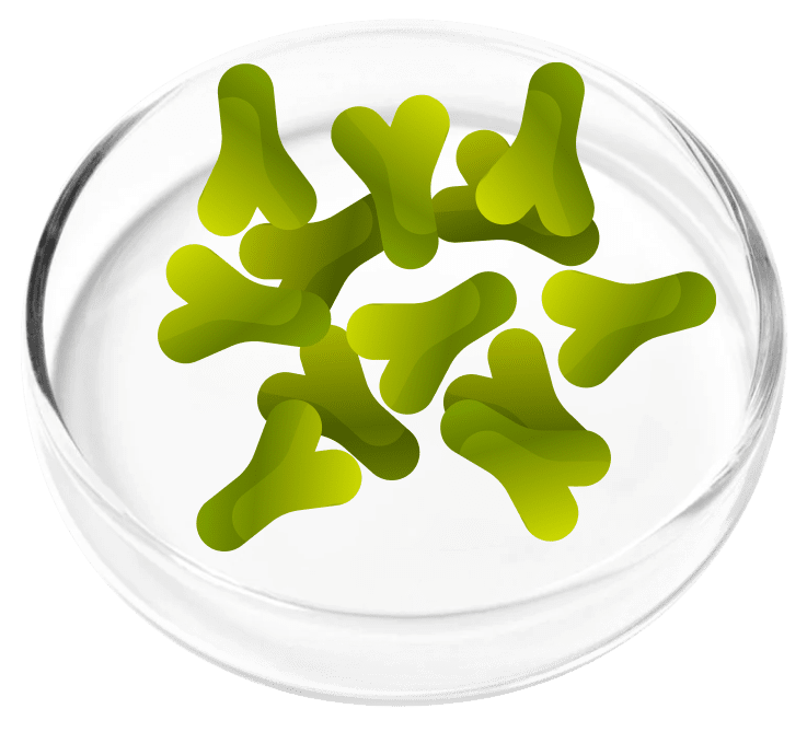 Lactobacillus Acidophilus for vaginal and urinary health