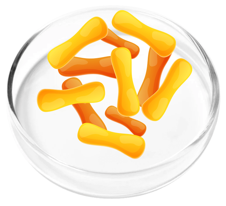 Lactobacillus Casei for digestive and urinary health