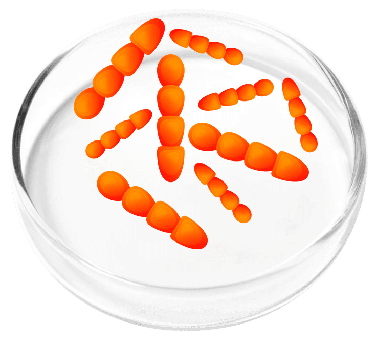 Lactobacillus Crispatus probiotic strain for urinary health