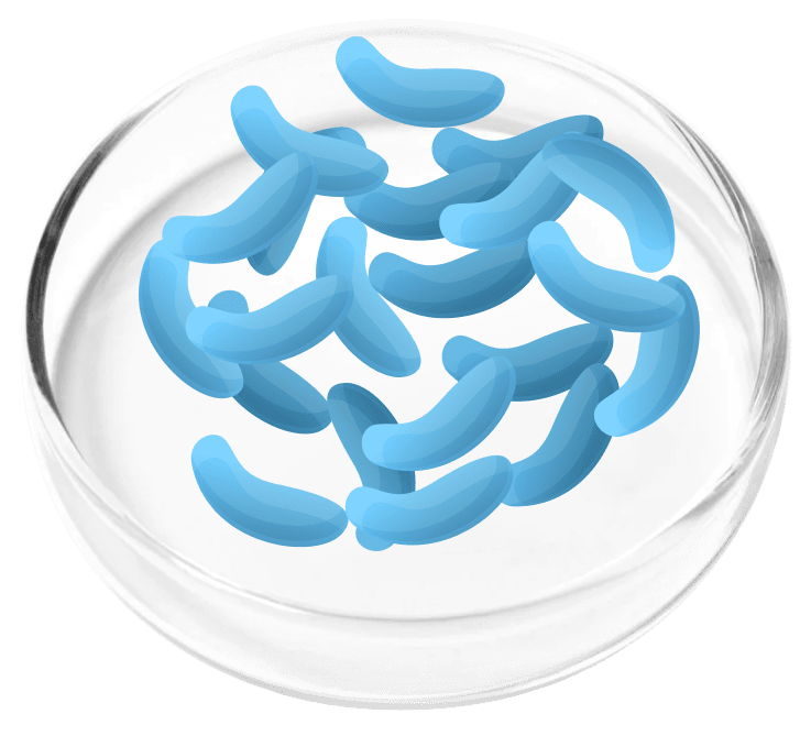 Lactobacillus Gasseri for immune support