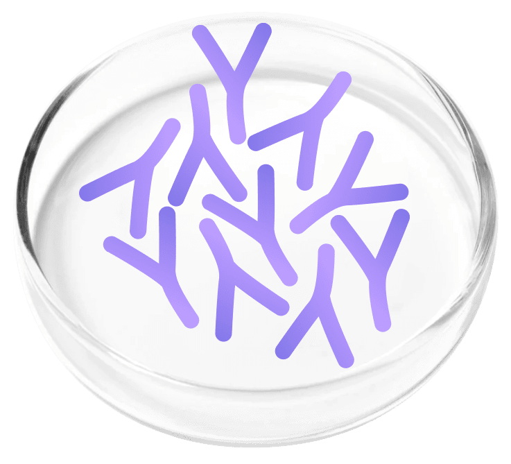Lactobacillus Plantarum for UTI prevention