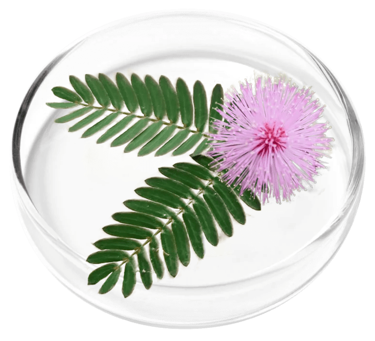Mimosa Pudica antimicrobial herb